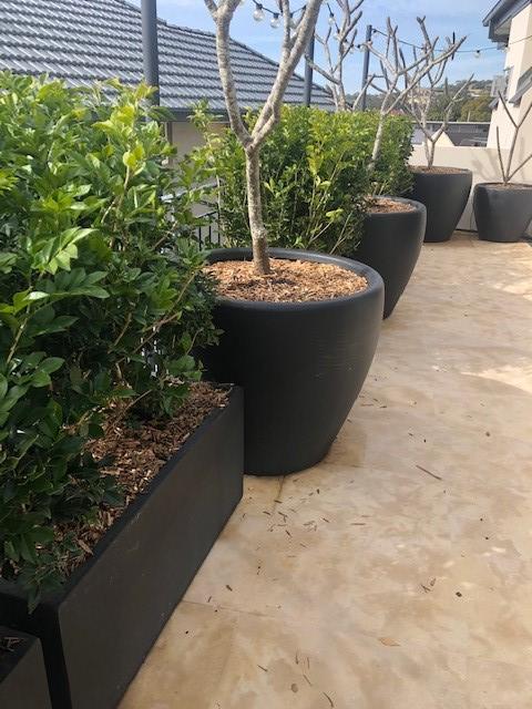 Tree Planter, Large Wooden Planters For Olive Trees